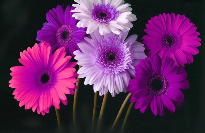 Karen_Ornelas's tweet photo. Como amo las gerberas #quebellas 💕💕💕 https://t.co/iK7ccisr1F