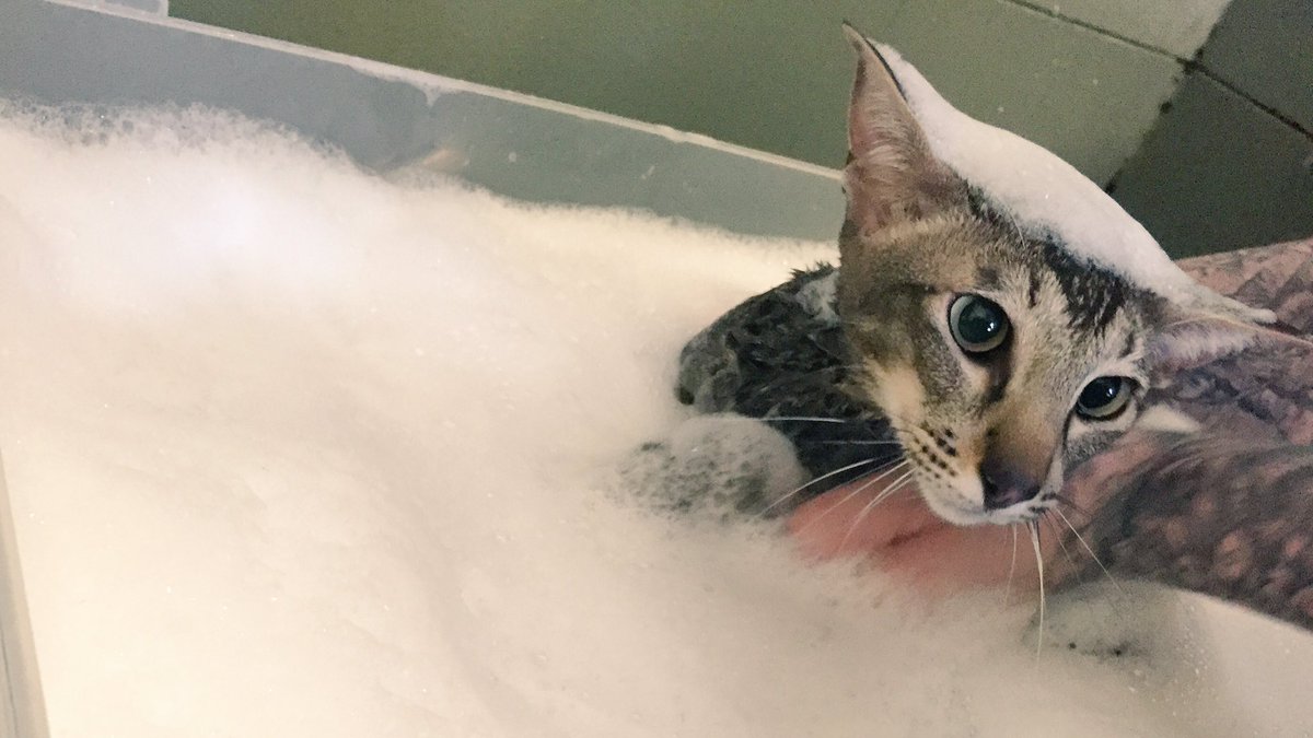 RockStarRover's tweet photo. When done with #love, even #cats can enjoy a #bubblebath #rockstarrover #spaday #compassionategrooming https://t.co/CCInwjEhL0