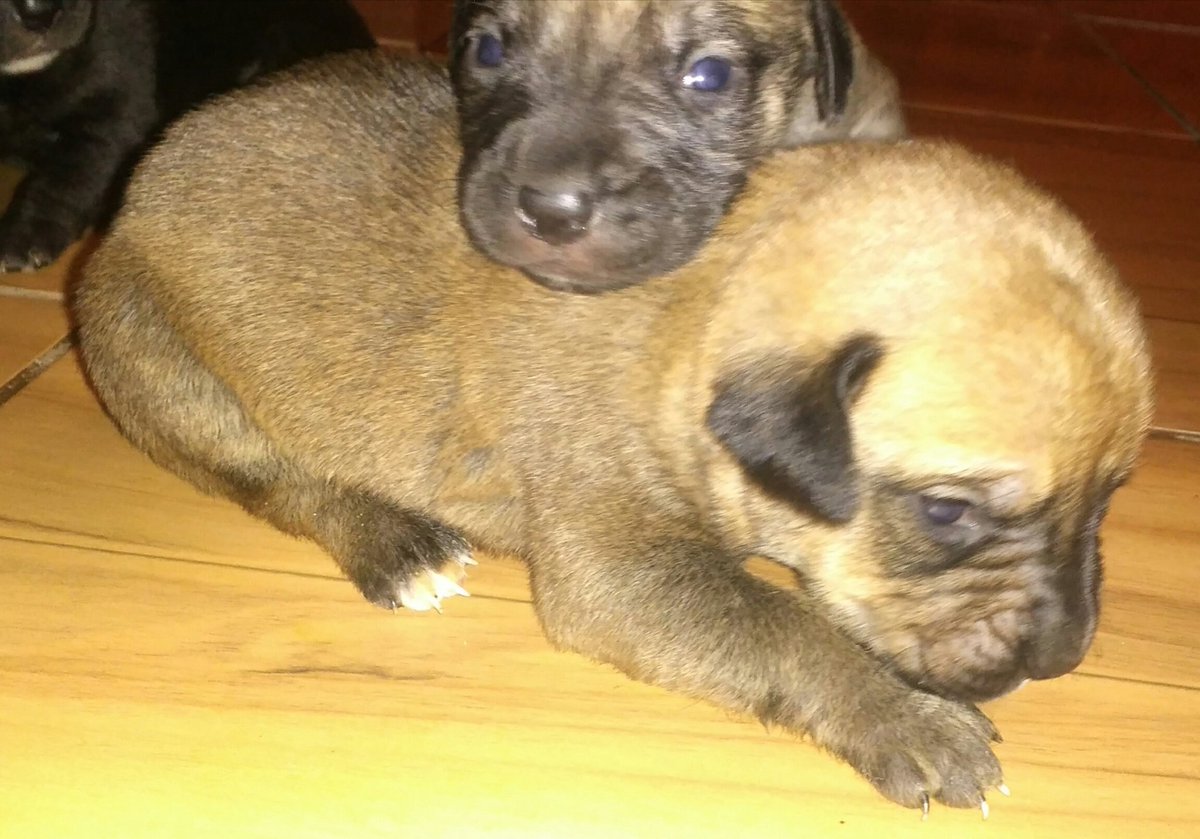 acortinezm's tweet photo. #SeRegalan #Cachorros tienen 2 semanas, pueden elegirlos desde ya. @DonDatos @datosmasdatos https://t.co/718xBcoHxL https://t.co/QRHUvCREvI
