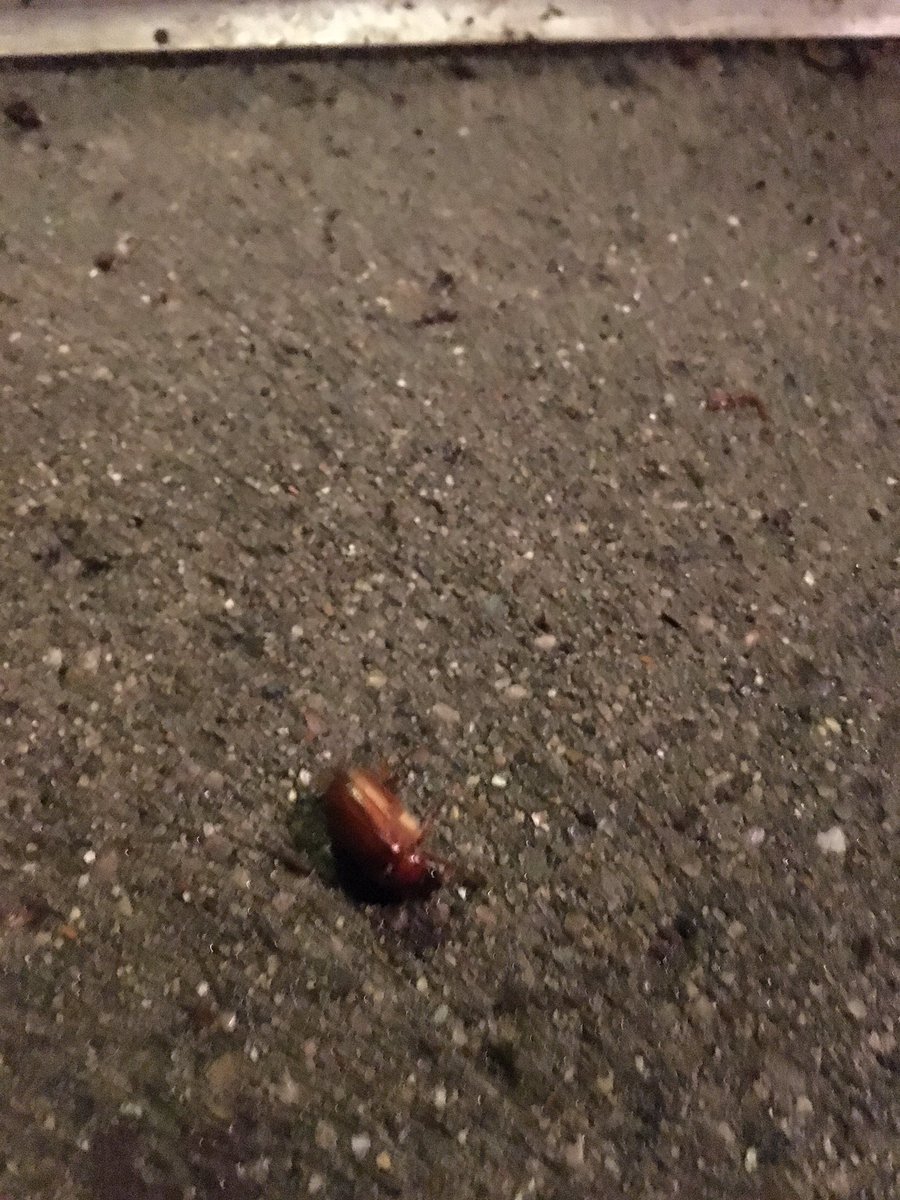 cynduhquil's tweet photo. Vega just punched a beetle that was mid flight & took him straight to the ground. #NextAli https://t.co/NGtJfitnmt
