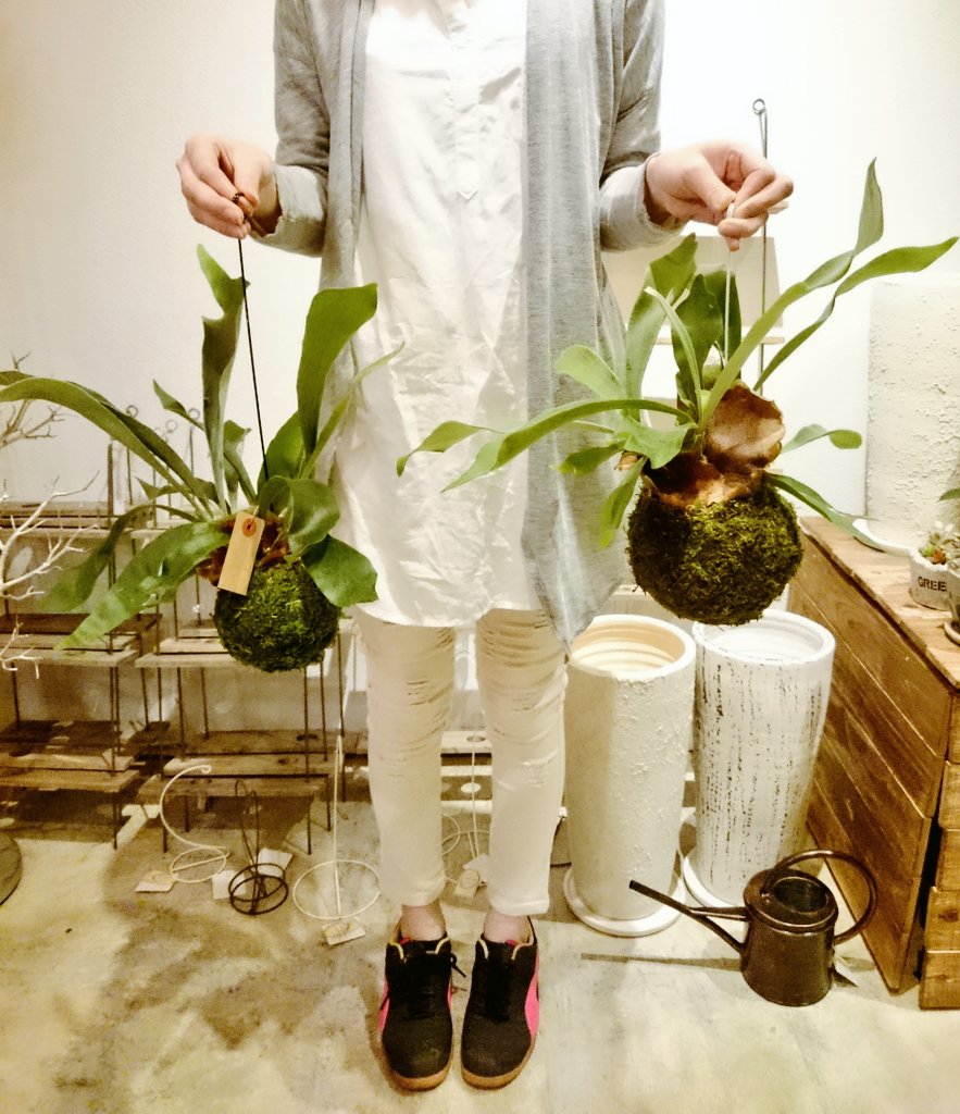 プランツショップ Orage こんにちは プランツショップorageです お店にはコウモリラン ビカクシダ の苔玉がサイズ違いで入荷中 大きいほうが3500円 小さいほうが2500円となっています お買い得 ビカクシダ コウモリラン 観葉植物 プランツショップ Orage こんにちは プランツショップorageです お店にはコウモリラン ビカクシダ の苔玉がサイズ違いで入荷中 大きいほうが3500円 小さいほうが2500円となっています お買い得 ビカクシダ コウモリラン 観葉植物