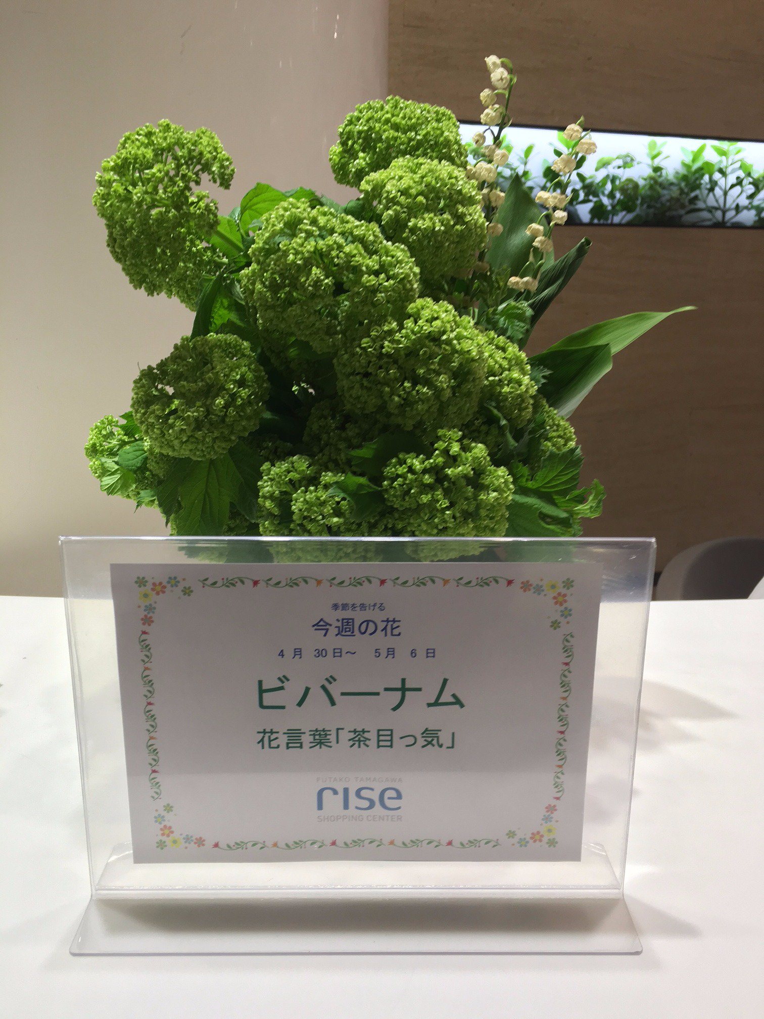 二子玉川ライズ ショッピングセンター 5月2日 月 今週のお花 今週のお花は バーベナムです 花言葉は 茶目っ気 場所 タウンフロント１ｆ インフォメーションセンター 本日も皆様のお越しをお待ちしております 二子玉川ライズ Risesc