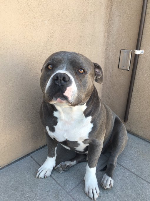 #pitbull #womansbestfriend https://t.co/TIkV9pMnil<a href="/tag/pitbull"class="tags">#pitbull</a><a href="/tag/womansbestfriend"class="tags">#womansbestfriend</a>