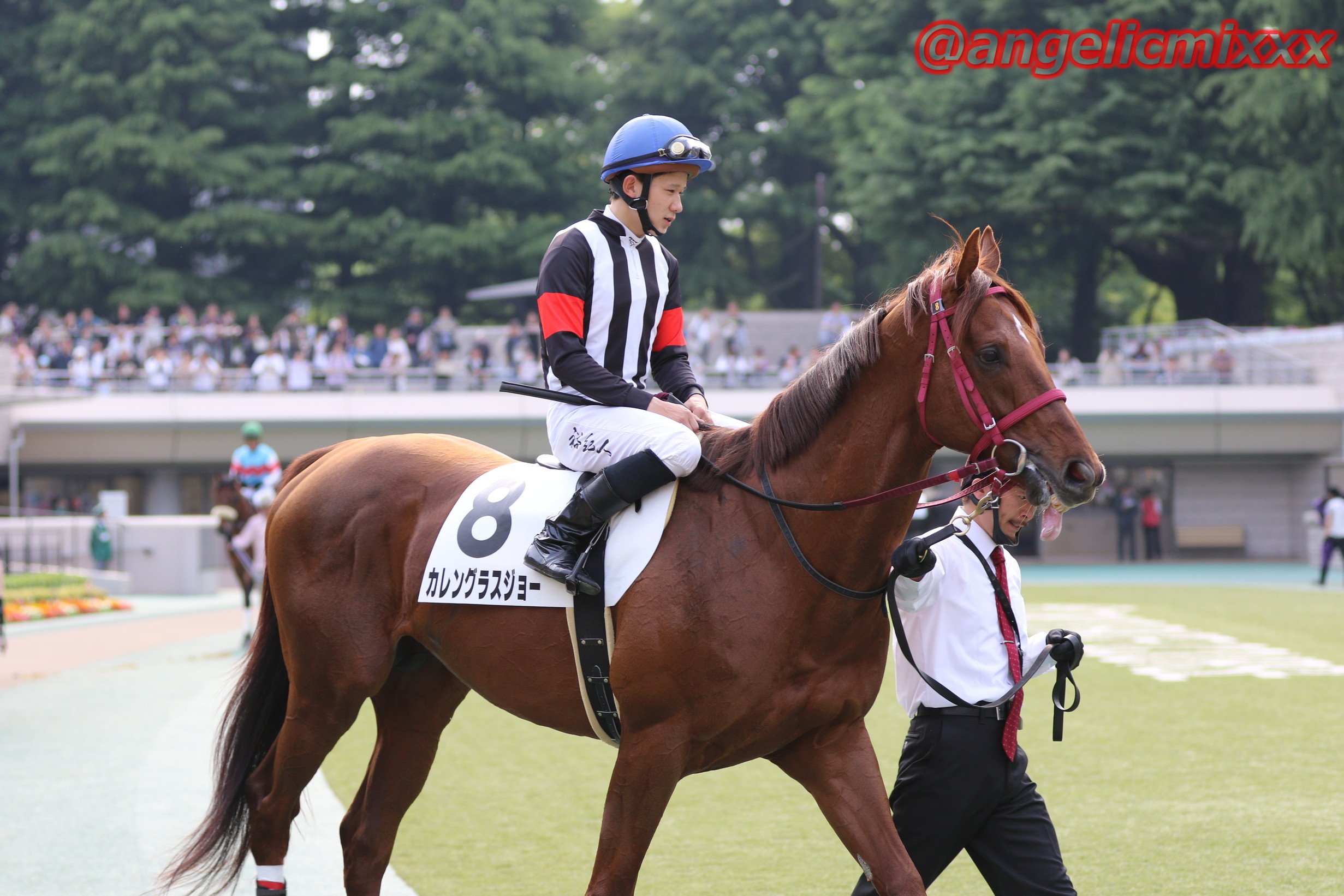 なおっしーの写真用アカウント カレングラスジョー 馬名由来は 冠名 ガラスの顎 ボクシング用語 意味を考えなければ響きが カッコイイ感じだけど なんでこの名前かというと彼は顎の骨を腫瘍の切除で失っているのです 舌の出し方が少し違う感じなのが