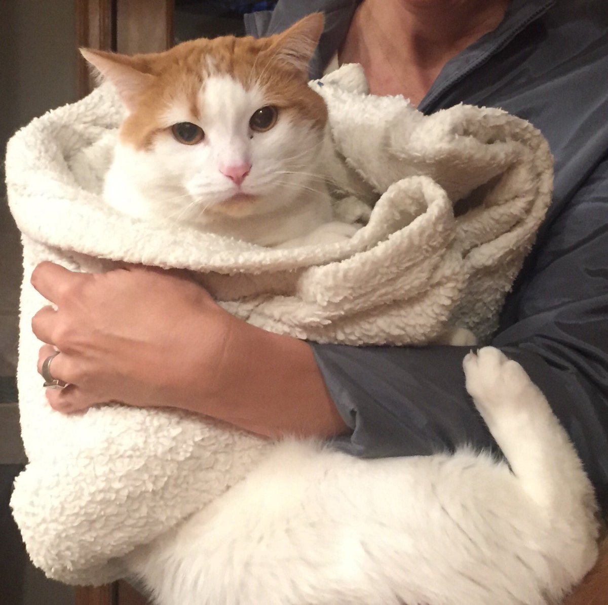 asaarinen's tweet photo. Look what @elanlee started around here. Rescuing cat from my  kids' version of #TacoCat. #exploadingkittens https://t.co/qdcgrdPex8