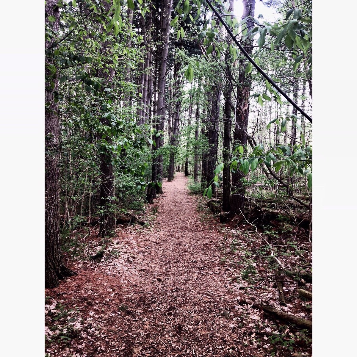 SteviRaeKnows's tweet photo. #letsroam #followme #forest #hiking #trails #woods #letsgetlost #roam #wilderness #springtime #nature #spirituality https://t.co/81IZmLiCMD