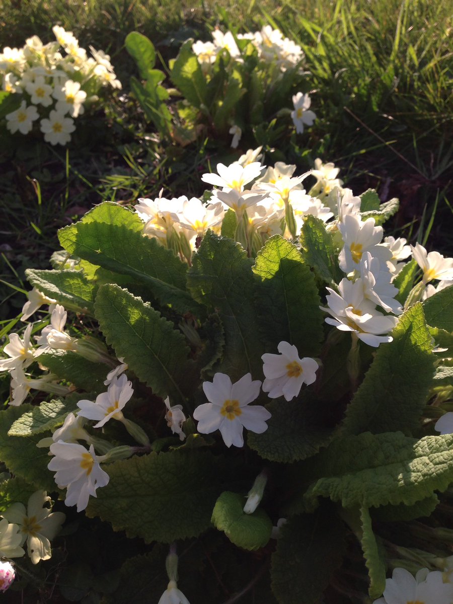 AgeUKSoton's tweet photo. It's the last day of our #springsnaps photo comp. tag before 2359 & your pic could be our new social imagery! Pls RT https://t.co/OplIFThkBT