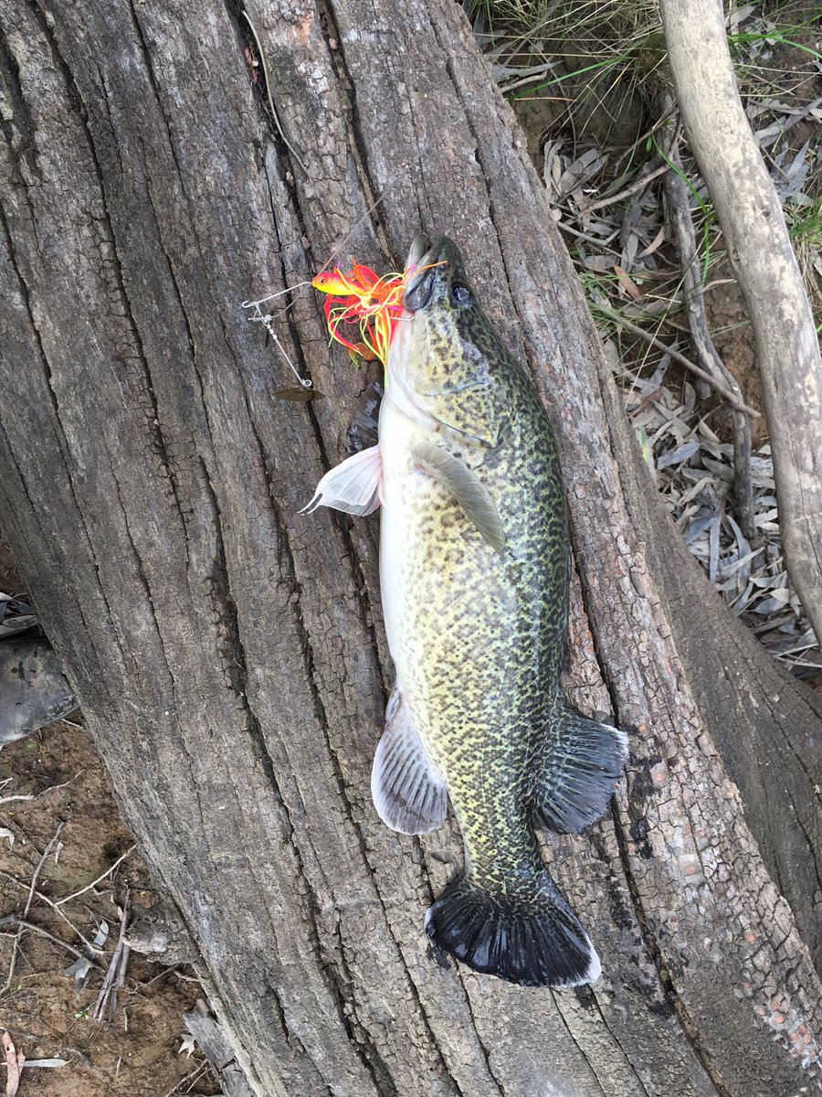brezz9's tweet photo. Good day to wet a line! @BrodieUnwin
#51cm #toolamba #codhunting https://t.co/hk8u6hvIGm