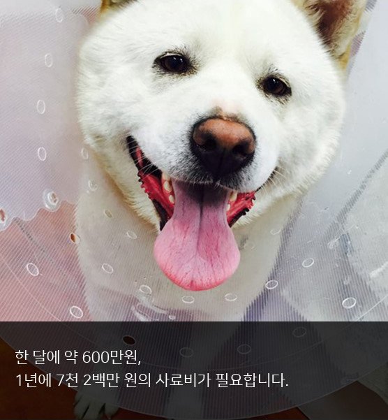 동물권단체 케어 tweet media
