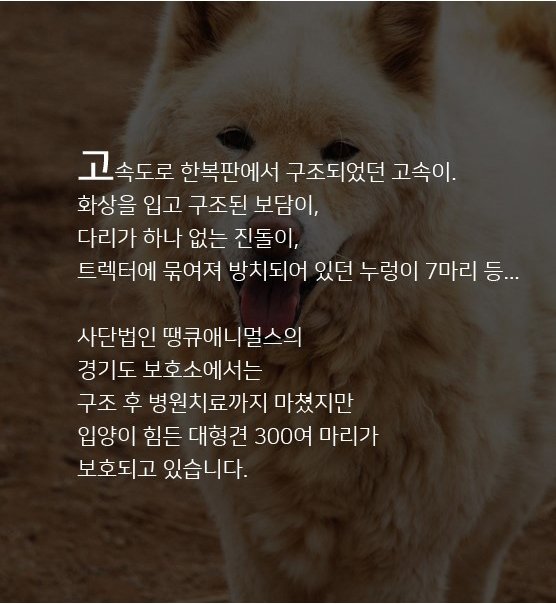 동물권단체 케어 tweet media