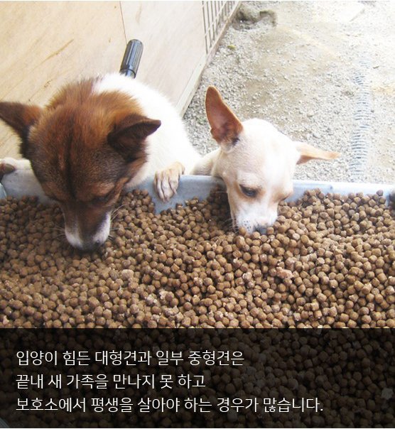 동물권단체 케어 tweet media