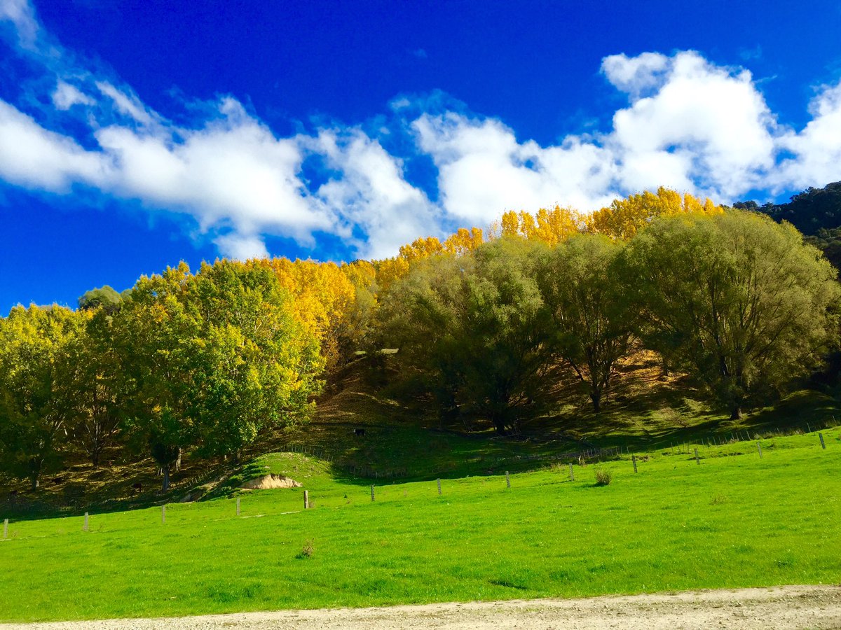 theofficenz's tweet photo. It's May and we're yet to have a frost. The Autumn colours are very vivid this year https://t.co/7X1ESa4ipe