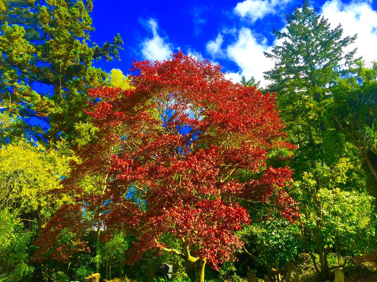 theofficenz's tweet photo. It's May and we're yet to have a frost. The Autumn colours are very vivid this year https://t.co/7X1ESa4ipe