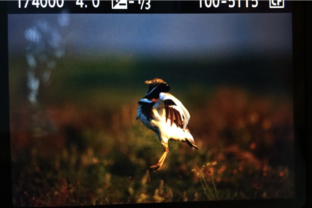 deepwildphoto's tweet photo. Terrific light this morning in the steppes #PLspring #biodiversity #birds https://t.co/dgXdDsRgR3