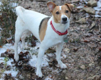 millypod1's tweet photo. #Lost Jack Russell Terrier Female 
Field in #Middlewood nearby road #B3254 #Cornwall #PL15 https://t.co/BS2dFch30b https://t.co/t7OomL2k80