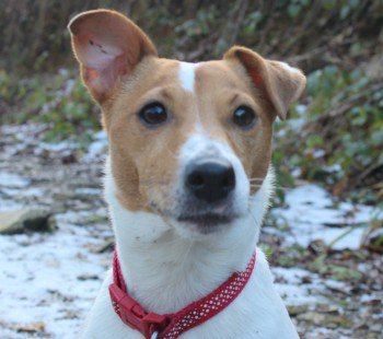 millypod1's tweet photo. #Lost Jack Russell Terrier Female 
Field in #Middlewood nearby road #B3254 #Cornwall #PL15 https://t.co/BS2dFch30b https://t.co/t7OomL2k80
