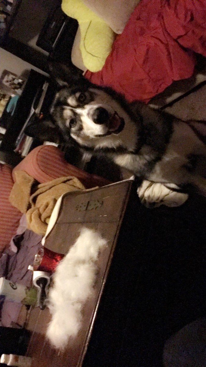 nrm_515's tweet photo. When you have a husky:
Quick night brush. #SheddingProblems #husky #furbaby
That ain't no dog, that's family! https://t.co/uBAgp9GA8x
