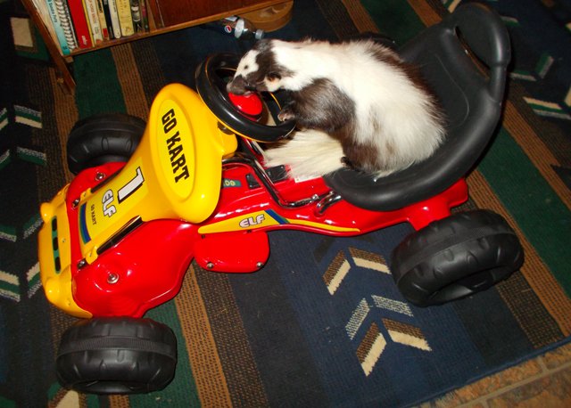 CathyDalgleish's tweet photo. Go Kart Skunk #cutefurrythings #petskunk #loveskunks https://t.co/5dW7HKKyoM