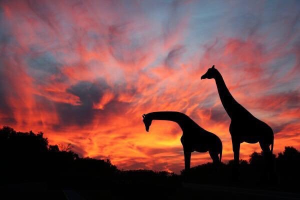 AfrikaDzonga's tweet photo. Ku saseka ka tiko ra hina, #AfrikaDzonga #SouthAfrica https://t.co/NmtLU9z67w