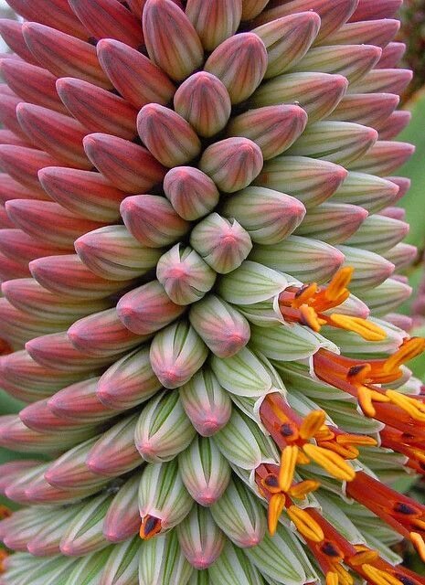 ideas_k81's tweet photo. زهور Aloe أو الصبر في بداية تفتحها
#صباح_الخير https://t.co/i6i3QoPeuL