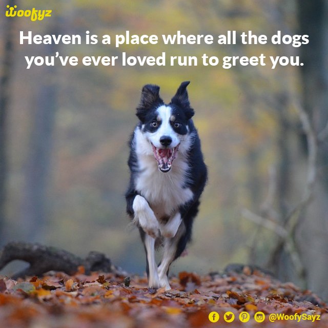 WoofySayz's tweet photo. #GodSentAngels #dogs #DogsAreTheBest #LoveDogs #dogsoftwitter #heavenonearth #WoofySayz https://t.co/REsA3bawfU https://t.co/4pIenAMZ24