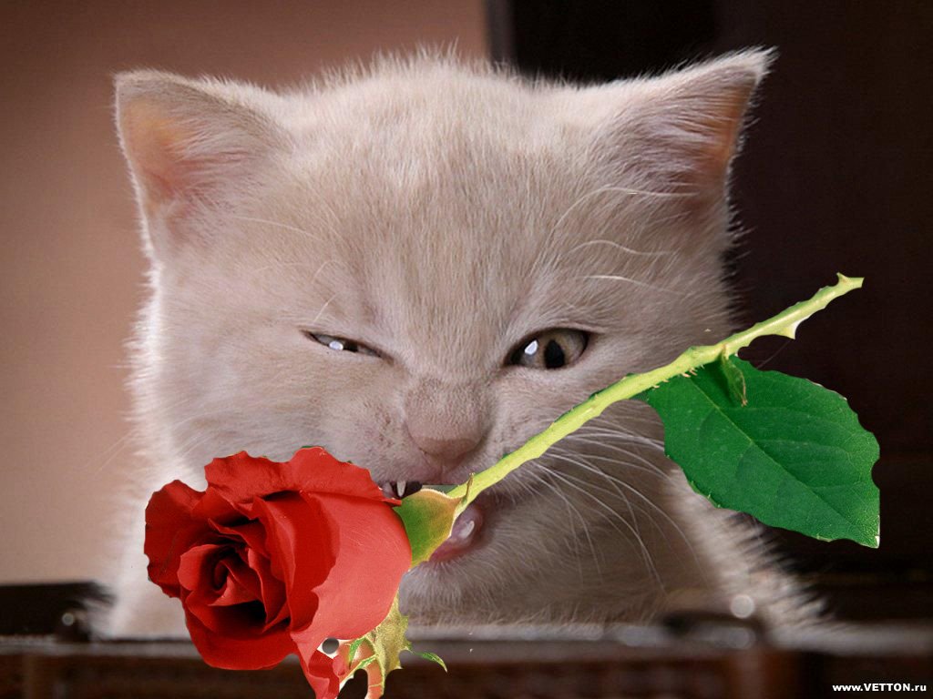 hari dev tweet media
