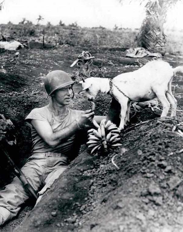 tweet2humanity's tweet photo. A soldier shares a banana with a goat during the battle of Sapian ca. 1944
#HumanityUniversal 
P.C: Facebook https://t.co/ueZNbdmWWD
