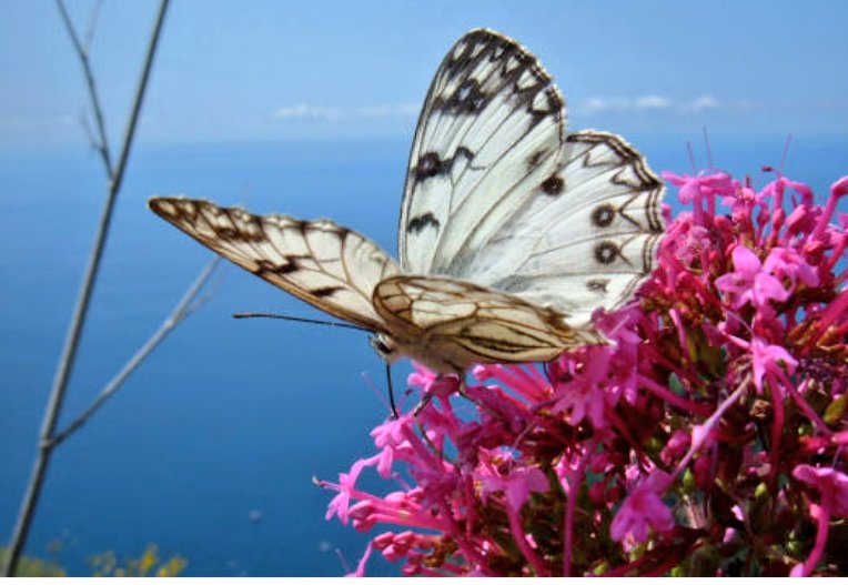 SarettasSara's tweet photo. Il silenzioso volo di una farfalla sui fiori della vita #assaporando il profumo dell'anima... https://t.co/w8yBE9QeQf