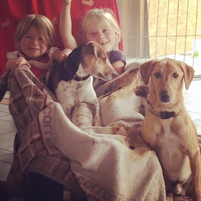 DogloverAri's tweet photo. Mino (nu Gino), voormalig ontsnappingskoning, vond wat hij zocht: geluk. ❤️ #dagboekvaneenasielhond #AdoptDontShop https://t.co/IYhxQgDvFP