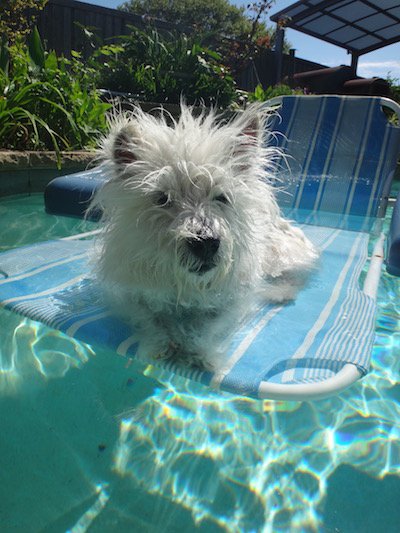 kinleywestie's tweet photo. I gots in a #strollerride and #pooltime today - no zombies on da walk or in da pool! #zombiefreezone #zshq https://t.co/notx5ULcxV