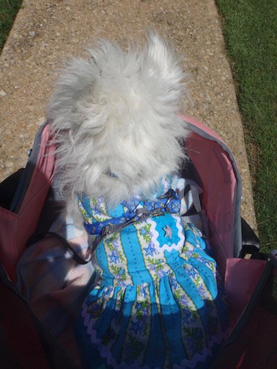 kinleywestie's tweet photo. I gots in a #strollerride and #pooltime today - no zombies on da walk or in da pool! #zombiefreezone #zshq https://t.co/notx5ULcxV