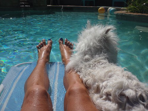 kinleywestie's tweet photo. I gots in a #strollerride and #pooltime today - no zombies on da walk or in da pool! #zombiefreezone #zshq https://t.co/notx5ULcxV