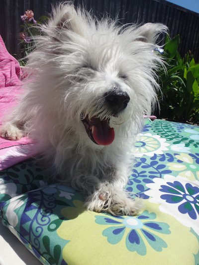 kinleywestie's tweet photo. I gots in a #strollerride and #pooltime today - no zombies on da walk or in da pool! #zombiefreezone #zshq https://t.co/notx5ULcxV