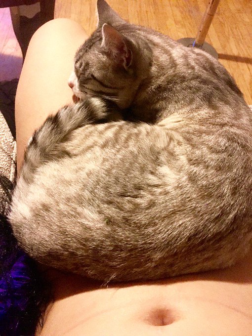 Cat implied nudes are best implide nudes #pussy #pussyshot #pussypose https://t.co/EPLDwgZxjU<a href="/tag/pussy"class="tags">#pussy</a><a href="/tag/pussyshot"class="tags"><span>#pussyshot</span></a><a href="/tag/pussypose"class="tags"><span>#pussypose</span></a>