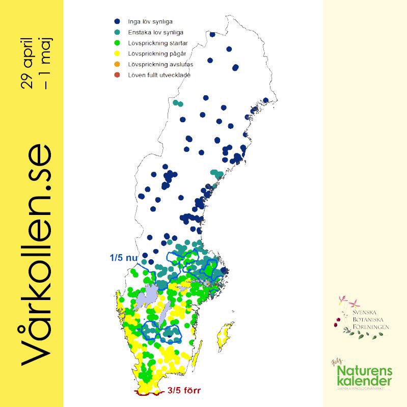 KjellBolmgren's tweet photo. Swedish #citizenscience spring campaign finished. 4618 observations during 72 hours. #birch #leafingout #vårkollen https://t.co/Yvj0VP7JpI