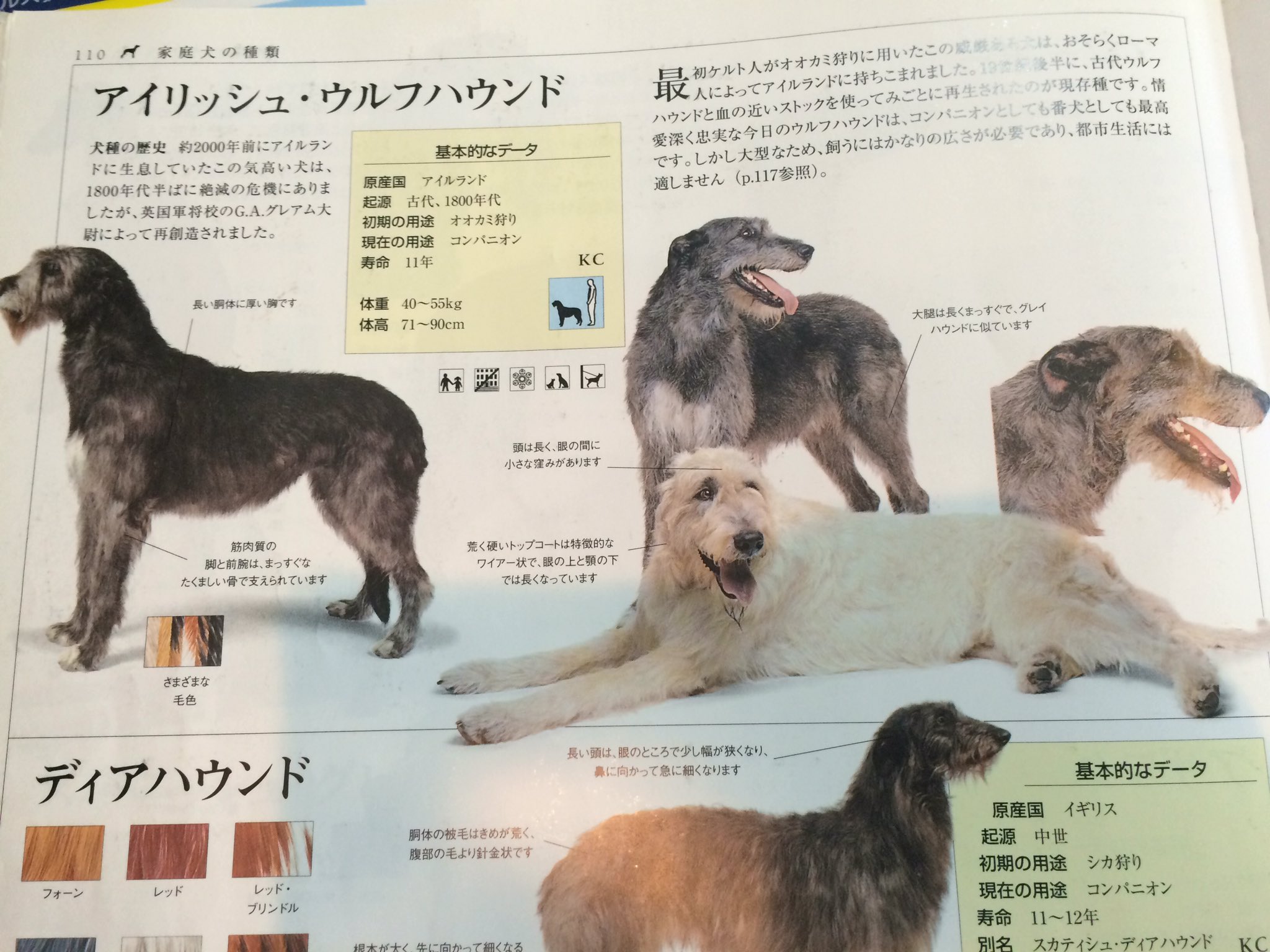 使ってません Na Twitteru アイリッシュウルフハウンド 銀牙 カマキリ 赤カマ カマ次郎 黒カマ 使ってません Na Twitteru アイリッシュウルフハウンド 銀牙 カマキリ 赤カマ カマ次郎 黒カマ