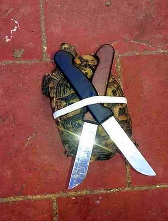 FraGra95's tweet photo. Questo è un raro esemplare di Tartaruga Ninja 🐢🔪 https://t.co/oSLdHWAi06
