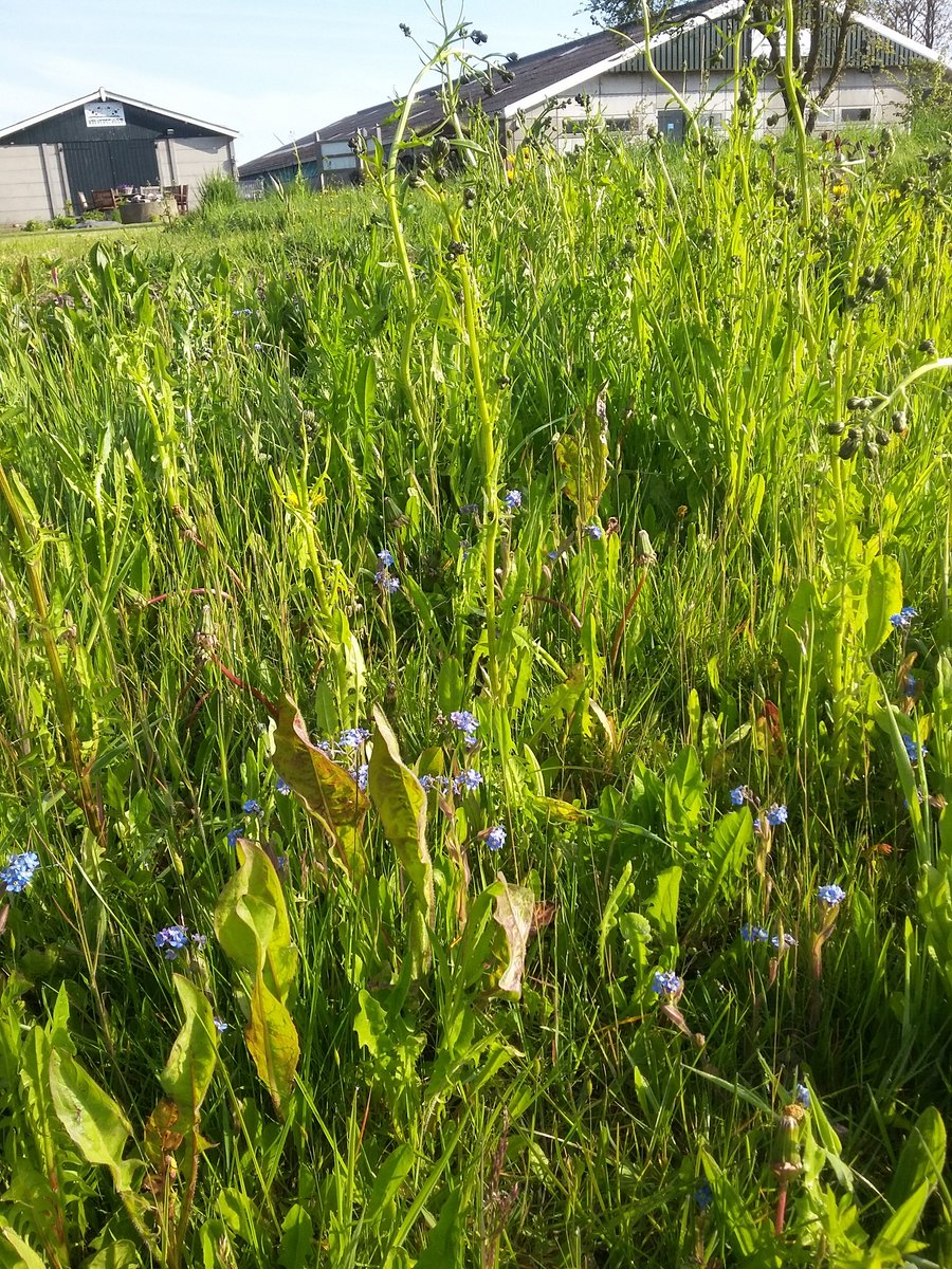 zo min mogelijk maaien en dan met de zeis, levert een bloemrijke vegetatie op😉Kalverschuur Swifterbant.