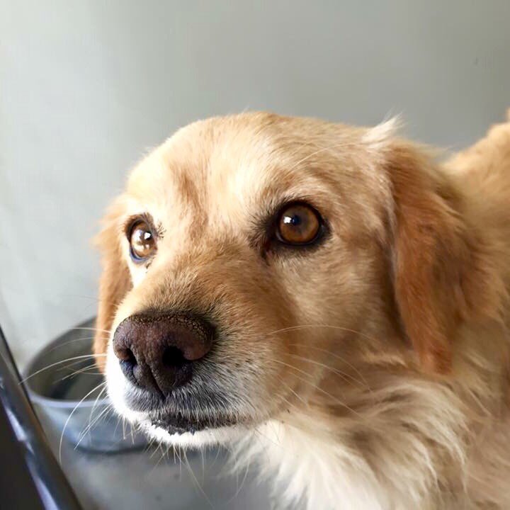 pupaid's tweet image. Rescue pets wait weeks, months, even years... So please visit your local shelter today &amp;amp; help save a life :) #adopt