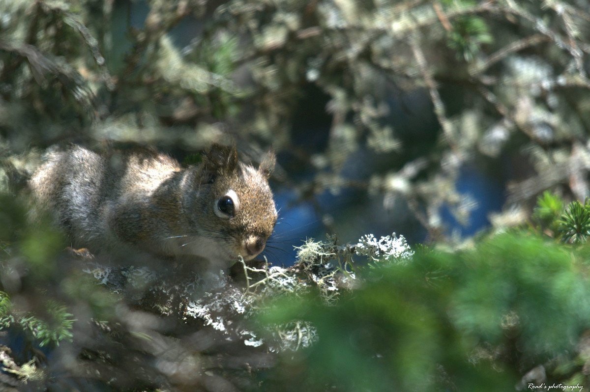 RoadsPhotos's tweet photo. Canadian squirrels...!
#squirrel #nature #naturalist #photography #teleobjectif https://t.co/mpZpZo2Tep
