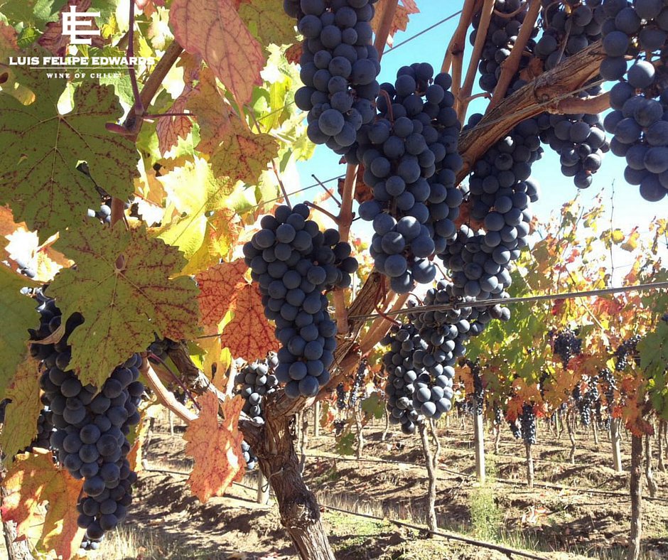 Luis Felipe Edwards tweet media