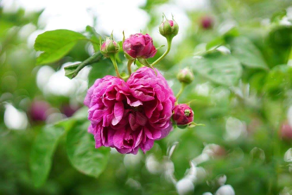 HotCocoisGood's tweet photo. English rose @ Glasgow 
#scotland #flower #rose #love #travel #photography  #A7 #Sony #england #europe https://t.co/w7OiLpXV4Y