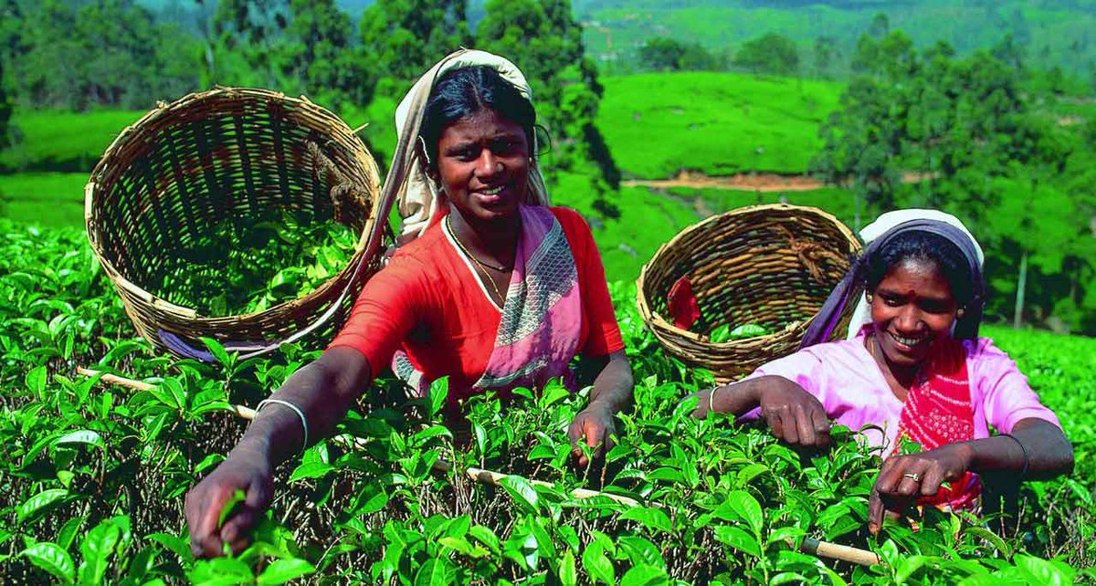 TourPackageSL's tweet photo. 30 Things to do If You Ever Visit Sri Lanka
Tea Experience-Visit a Factory &amp; Tea Estate, Pluck tea &amp; Try Ceylon Tea https://t.co/0uSrVBw4RW