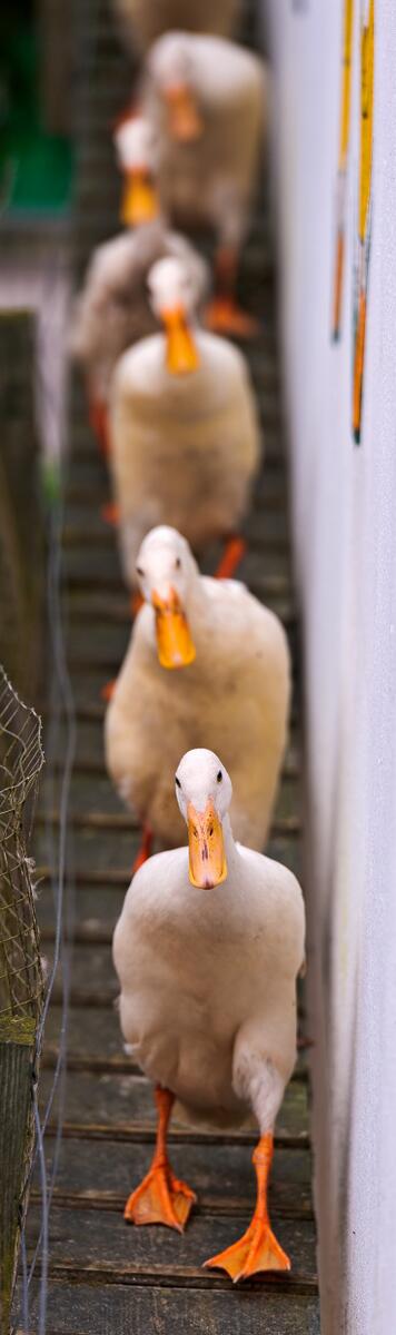 Paisajes_Es's tweet photo. Patos. https://t.co/Qr9tA1d322
