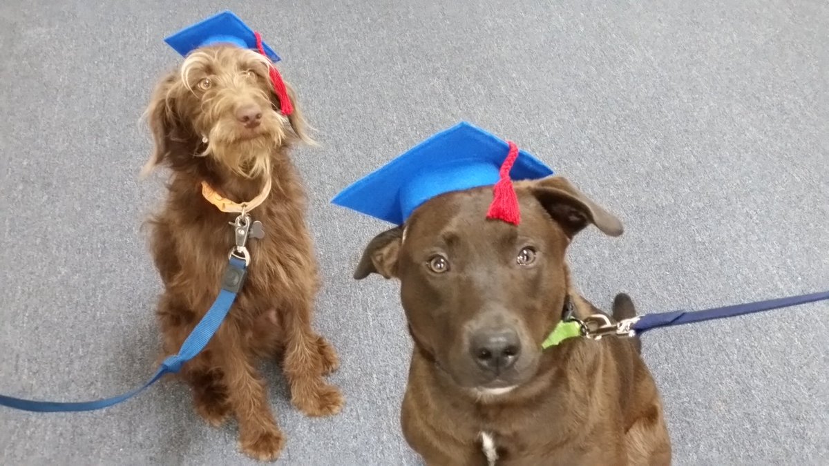 adele_abreu's tweet photo. Was a big day for these two boys! Puppy graduation 🎓🐶😂 https://t.co/g0v9w9NCg2