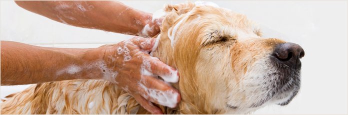 Cestfouca's tweet photo. Des laves chiens en libre service chez @Truffaut https://t.co/8iCvXzn1e1 #animaux #chiens https://t.co/bDGhFkVuLX