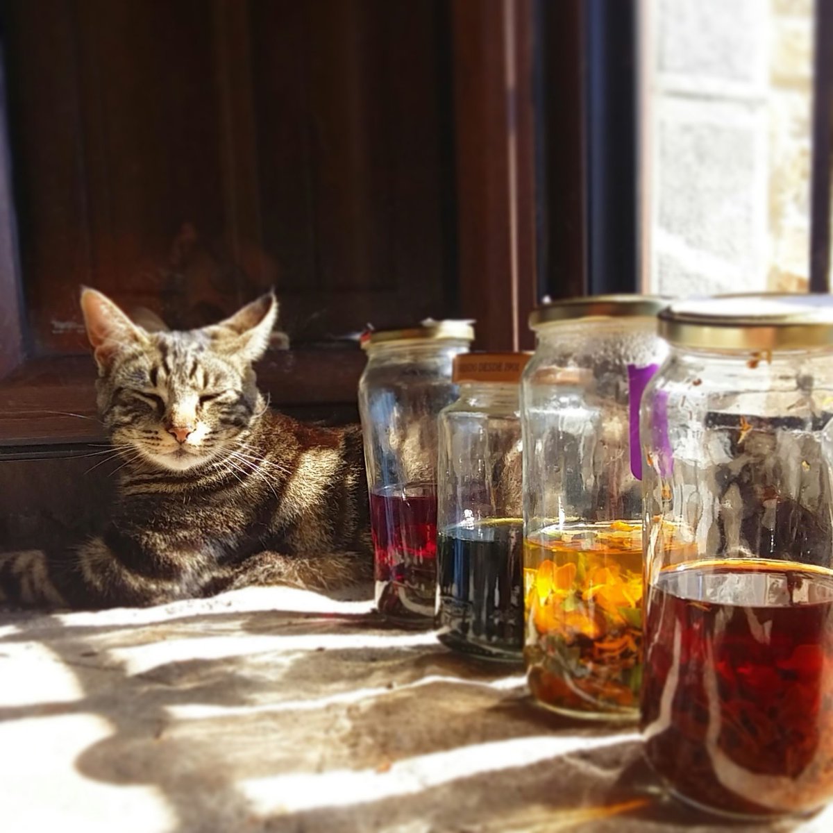 MundoLanar's tweet photo. Nuestras pruebas tintóreas están a buen recaudo. #Tigre #TallerDeTintesNaturales #SlowColors #Lana @thedyershouse https://t.co/5C9sT5UEP2