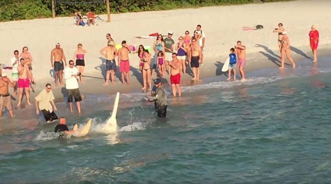 ndn's tweet photo. Did you see incredible video of  huge sawfish caught off Naples Pier? #SWFL http://www.n https://t.co/G1Wze1yUfi https://t.co/vYV1PzZHu3
