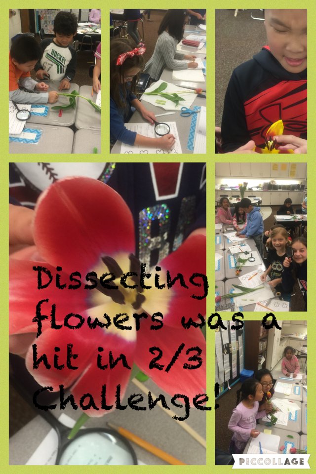 epeasley1's tweet photo. Dissecting  flowers was a hit in 2/3 Challenge! #piccollage https://t.co/G6zRqrRitr https://t.co/lqTCDbTzvQ
