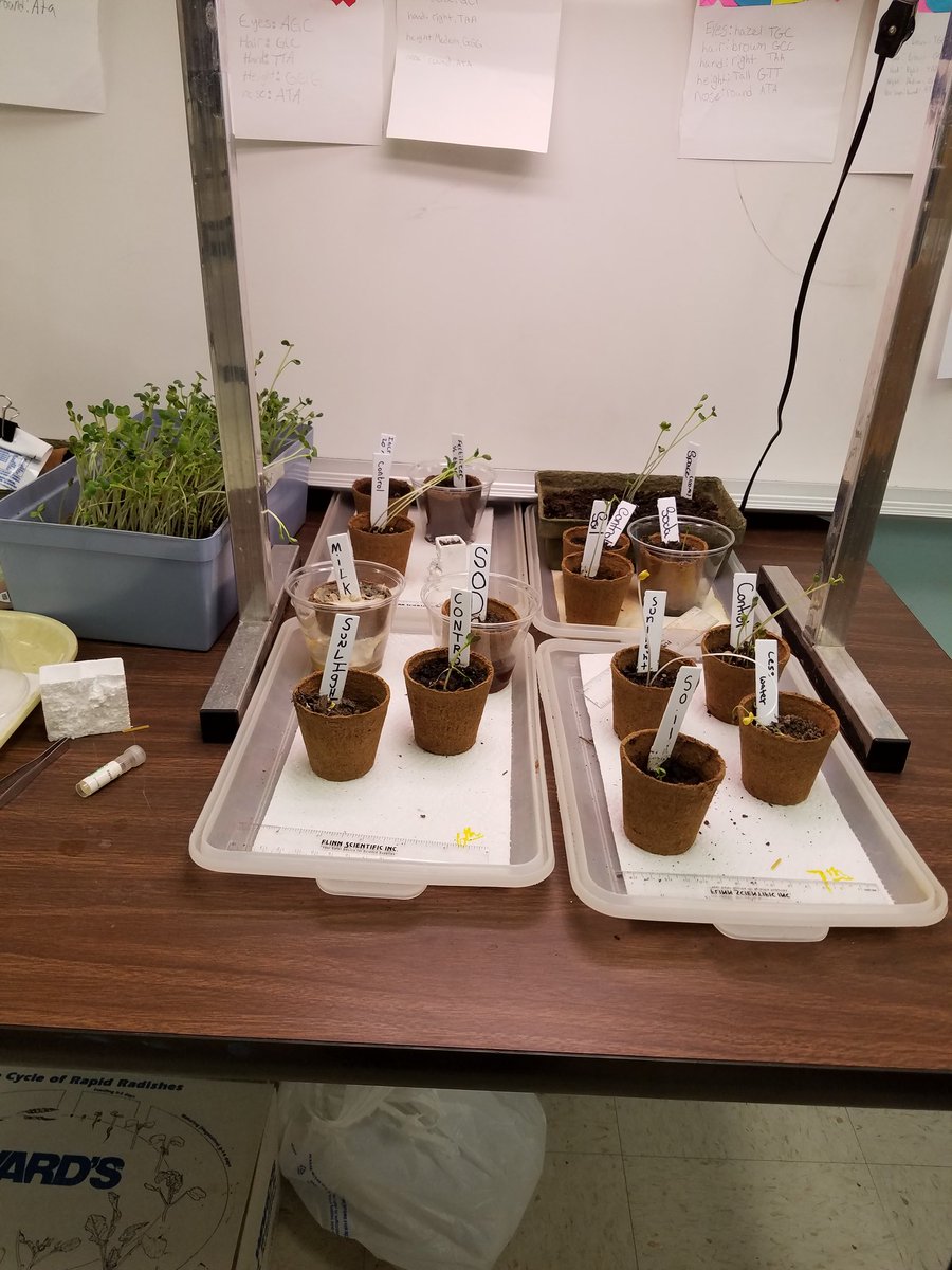 pltmom's tweet photo. Environmental effects on plant growth weekend growth! @JMSinformation  @JMSprincipal #jpshorns @OklaEd https://t.co/PT3n1GjR1Z